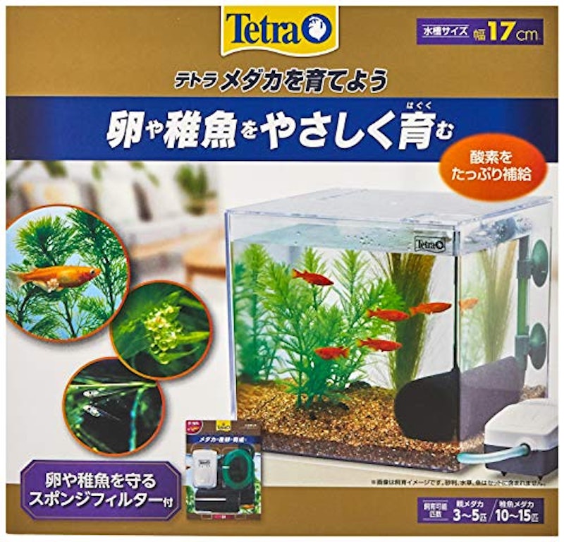 メダカを育てよう 2