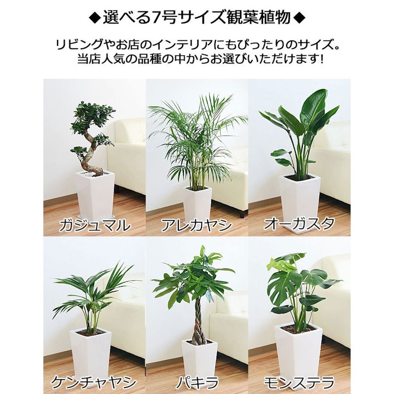 観葉植物 セット 3