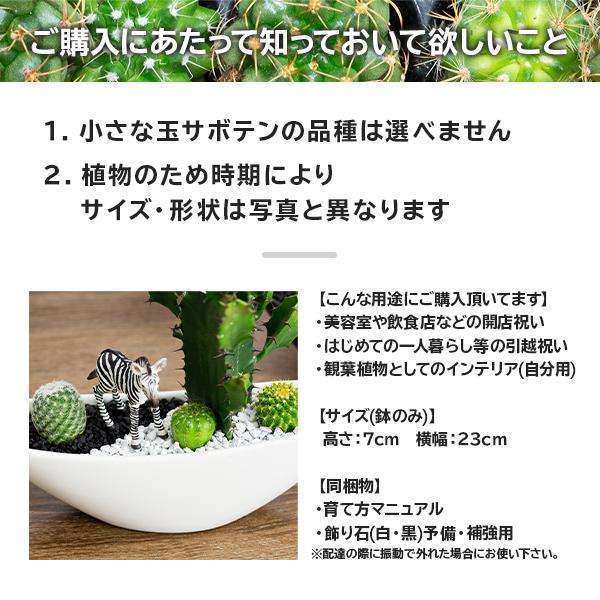 サボテンギフト 5