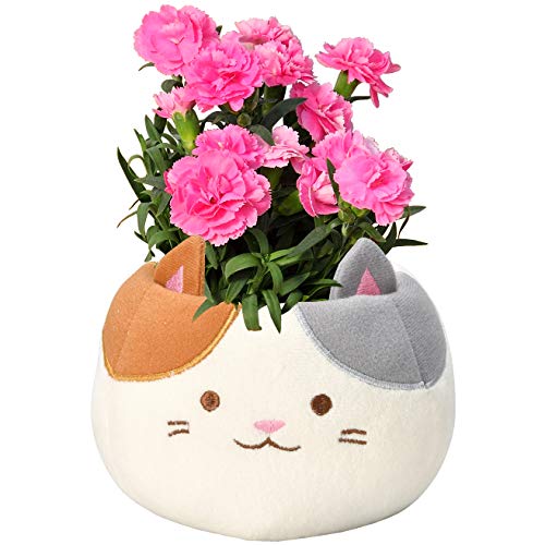 三毛猫カーネーション 1