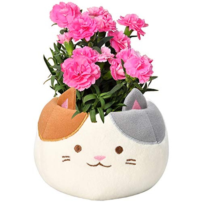 三毛猫カーネーション 1