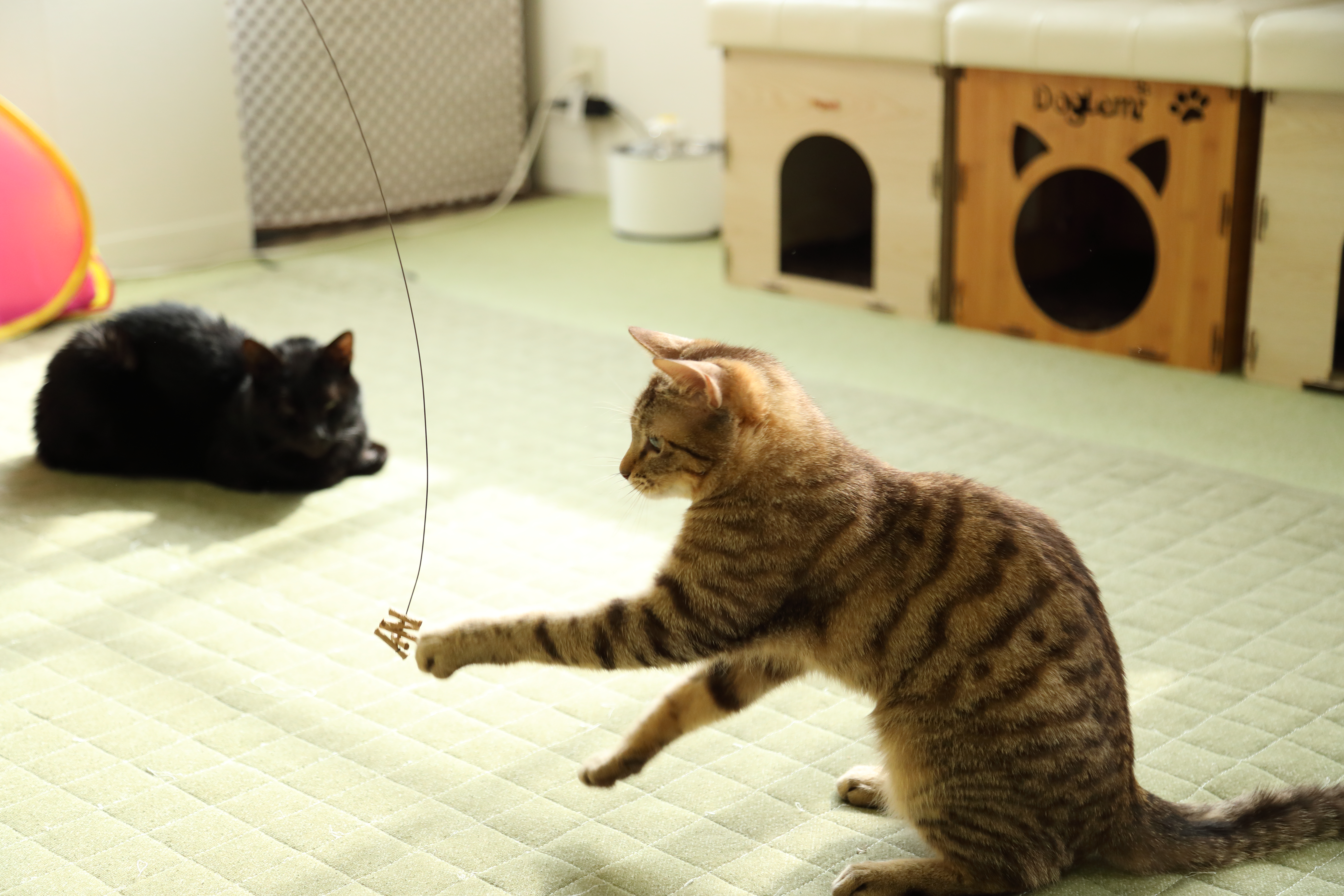 キャットダンサー 4