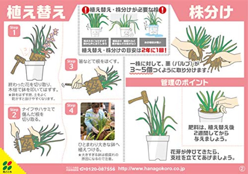 洋らんバーク 5