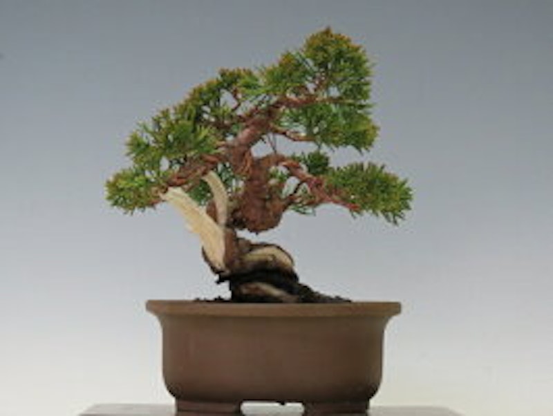 21年 ミニ盆栽のおすすめ人気ランキング14選 Mybest 21年 ミニ盆栽のおすすめ人気ランキング14選 Mybest