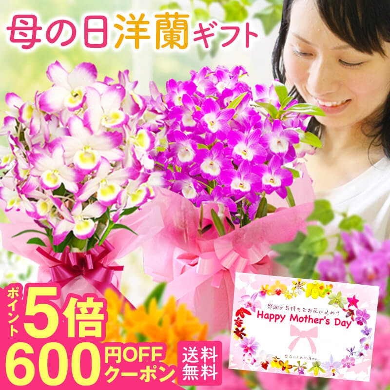 デンドロビューム 母想い 1