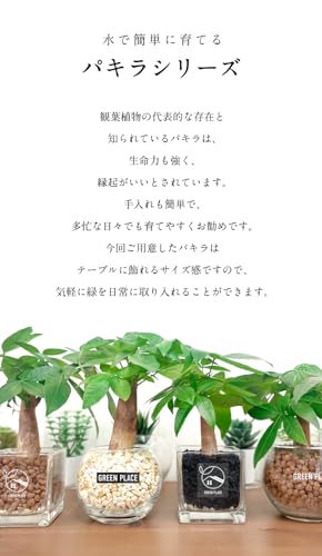 土を使わない観葉植物 8