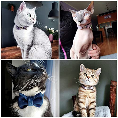 猫用首輪 4