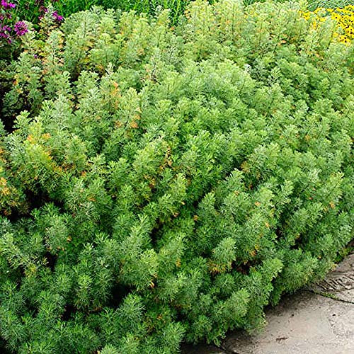 21年 虫除け用ハーブの鉢のおすすめ人気ランキング10選 Mybest