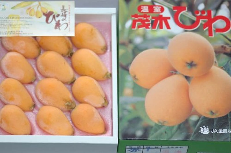 茂木びわ 2
