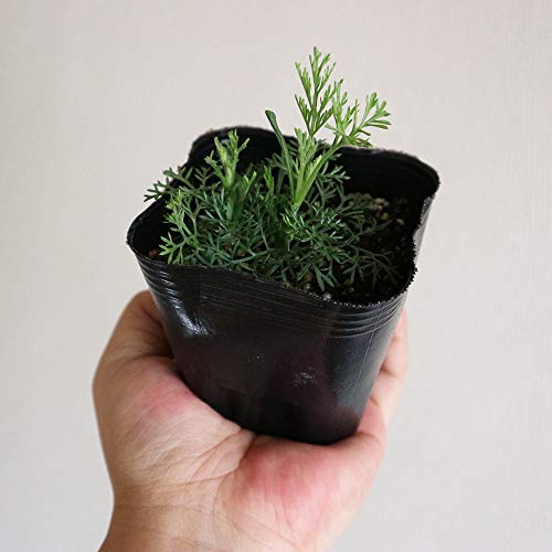 21年 虫除け用ハーブの鉢のおすすめ人気ランキング10選 Mybest