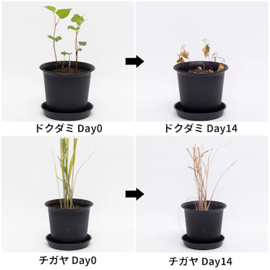 チガヤは14日後に全体が褐変。ドクダミは一歩遅れて色づいた