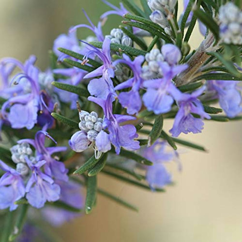 ローズマリー トスカーナブルー 1
