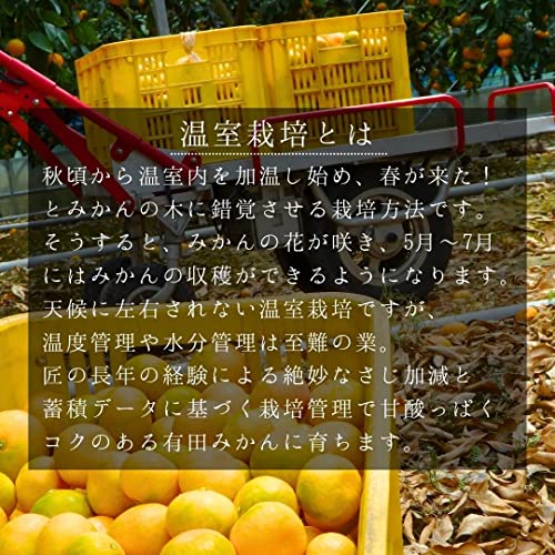ハウスみかん 4