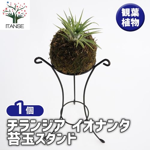 チランジア イオナンタ 苔玉仕立て 2