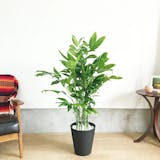 耐陰性が高い観葉植物のおすすめ人気ランキング【日陰でも育つ!2026年7月】 4