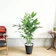 観葉植物のthegreen 高性チャメドレア 1