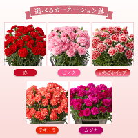 カーネーション 鉢植え  3