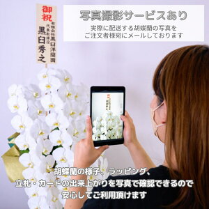 ミニ胡蝶蘭 おまかせミニMIX 寄せ植え 3