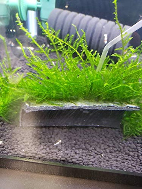 21年 ザリガニ向けの水草のおすすめ人気ランキング8選 Mybest 21年 ザリガニ向けの水草のおすすめ人気ランキング8選 Mybest