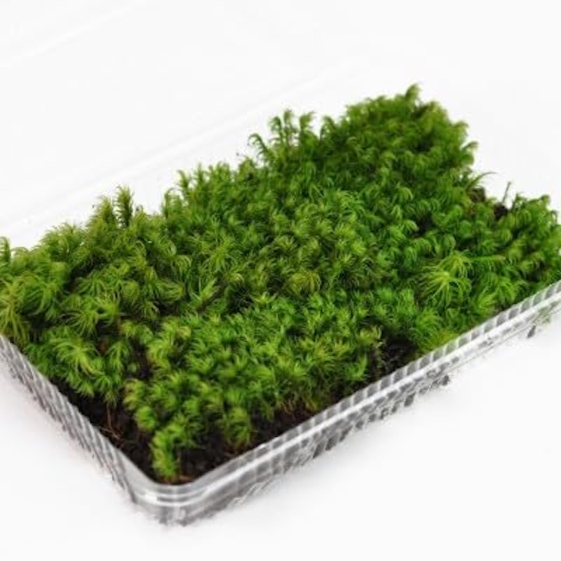 小しっぽ苔パック 1