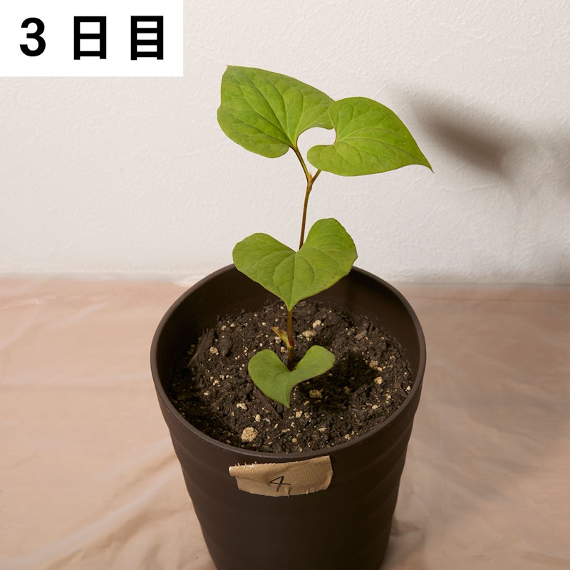 バスタ液剤 9