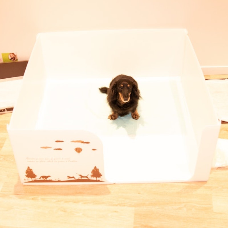 徹底比較 犬用トイレトレーのおすすめ人気ランキング16選 Mybest 徹底比較 犬用トイレトレーのおすすめ人気ランキング16選 Mybest