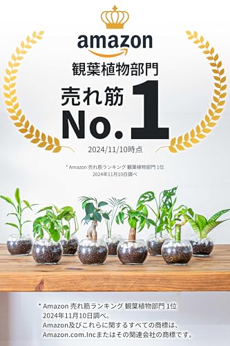 観葉植物 2