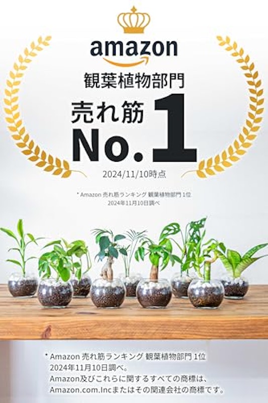 観葉植物 2