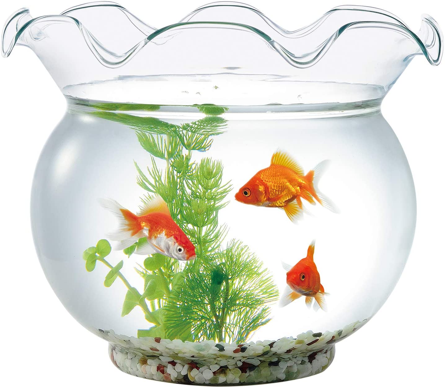 きんぎょ鉢 ガラス製金魚鉢 ガラス シンプル 小さい魚 きんぎょ メダカ 青 水槽 金魚すくいの金魚 おしゃれ 鉢 清涼感 めだか 金魚鉢 金魚