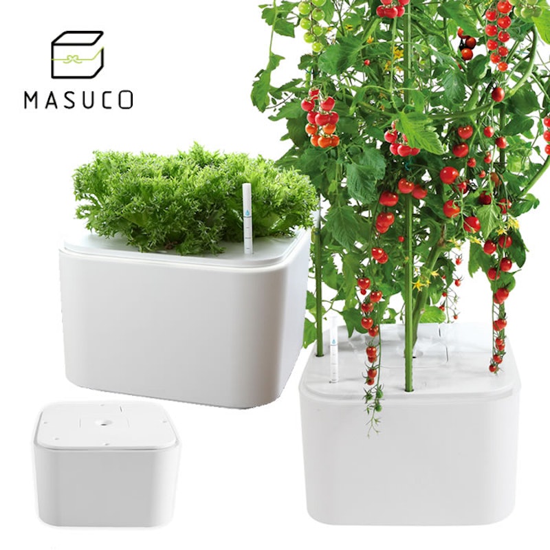 MASUCO 1