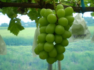 22年 関東近郊のぶどう狩りスポットのおすすめ人気ランキング15選 Mybest