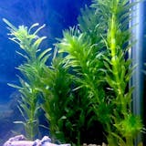 熱帯魚用水草のおすすめ人気ランキング【2026年6月】 5