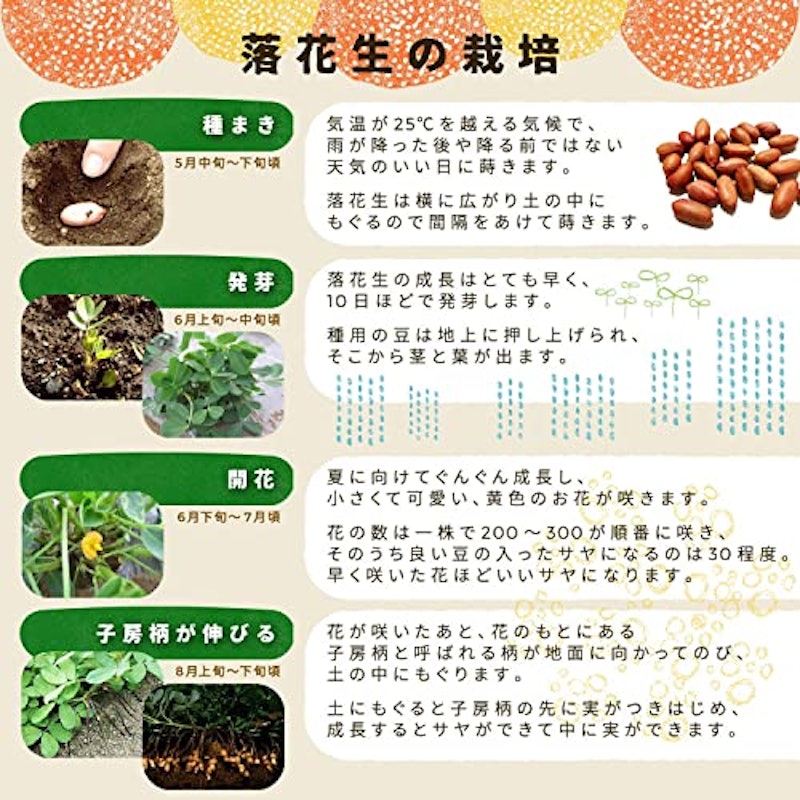 千葉県八街産 素煎り落花生 7
