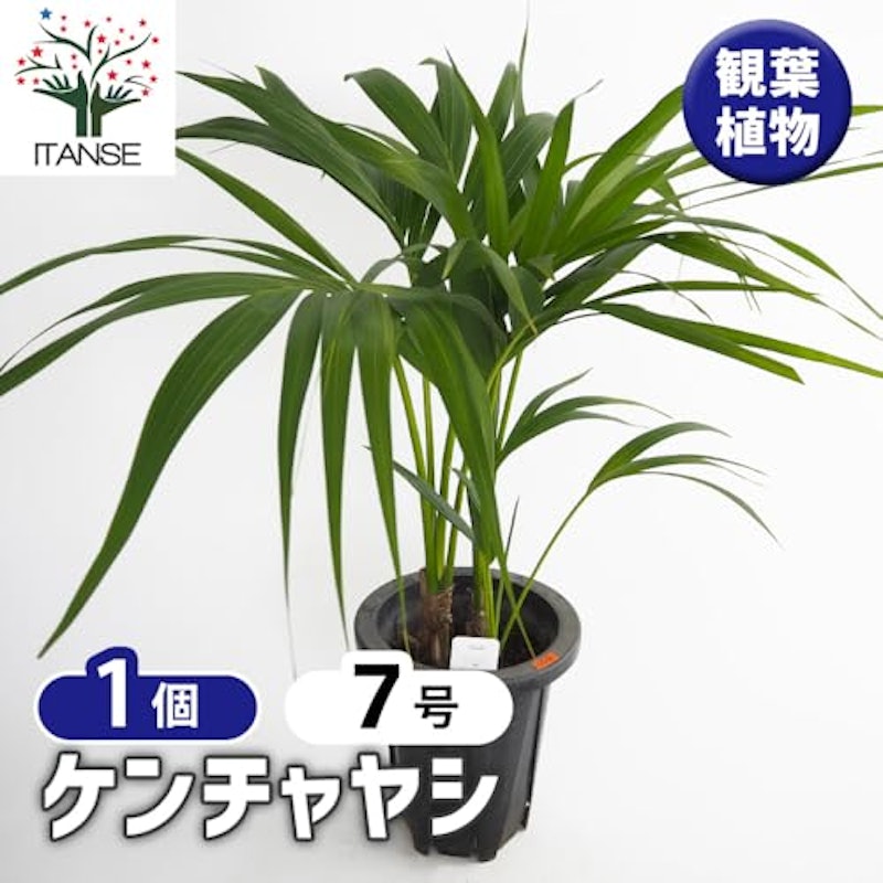 ケンチャヤシ 2