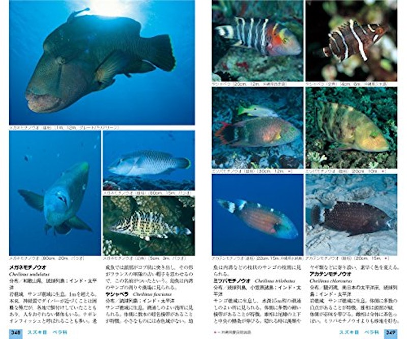 山溪ハンディ図鑑 改訂版 日本の海水魚 4