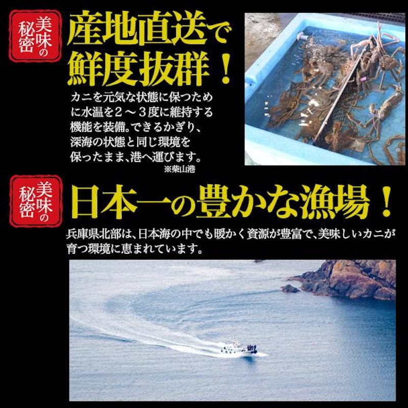 兵庫県産 松葉ガニ 3