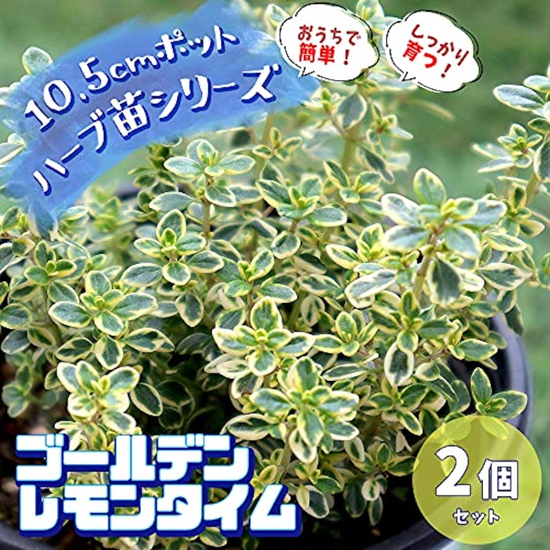 ゴールデンレモンタイム 2