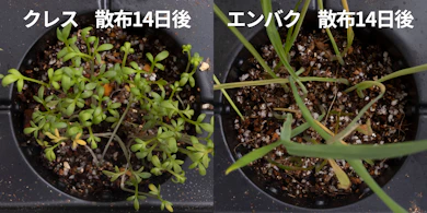 発芽しにくさの検証では、新しい芽がしっかり育っていた