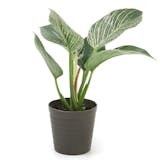 観葉植物のおすすめ人気ランキング【2026年8月】 4