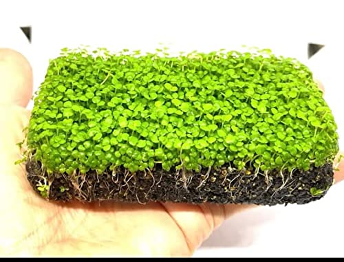 エビ用水草のおすすめ人気ランキング【2026年5月】 | マイベスト