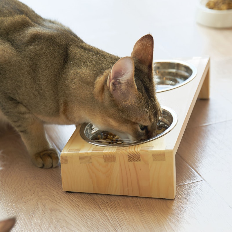 徹底比較 猫用食器のおすすめ人気ランキング10選 Mybest 徹底比較 猫用食器のおすすめ人気ランキング10選 Mybest