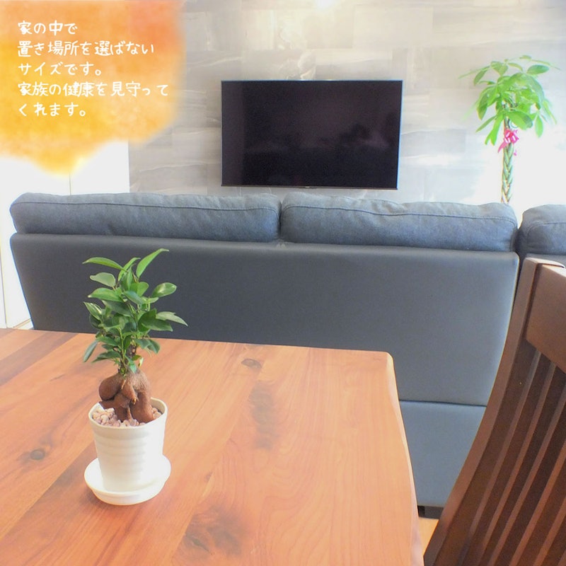 ガジュマル 2