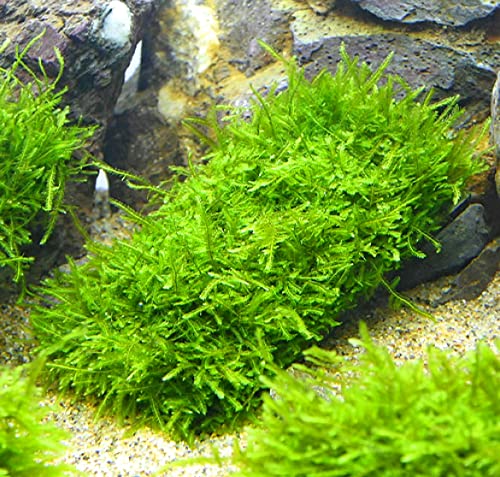 熱帯魚用水草のおすすめ人気ランキング【2026年6月】 2