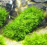 熱帯魚用水草のおすすめ人気ランキング【2026年6月】 2