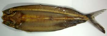 飛魚くさや 2
