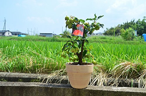 長寿紅リンゴの鉢植え 5