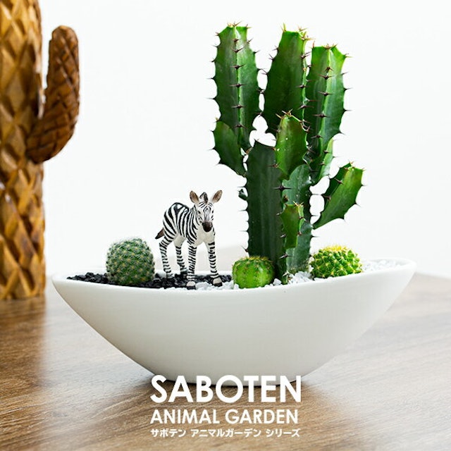 22年 サボテンのおすすめ人気ランキング11選 Mybest 22年 サボテンのおすすめ人気ランキング11選 Mybest