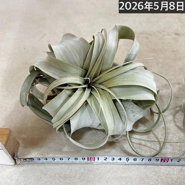 エアプランツ キセログラフィカ 10