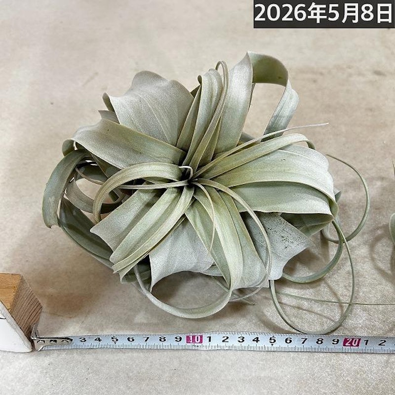 エアプランツ キセログラフィカ 10