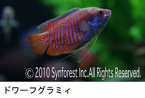 熱帯魚映像図鑑 バーチャル・アクアリウム 8